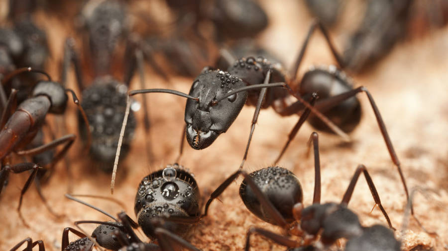 Hormigas recurren a una bacteria para geolocalizar su nido