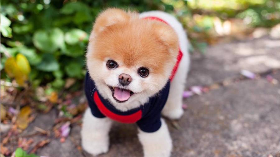 Muere Boo, el perro bautizado por internet como el más bonito del mundo