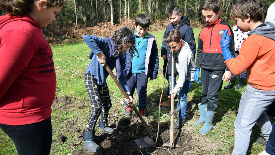 Alumnado do colexio de Baño planta 120 árbores autóctonas no monte de Vilares