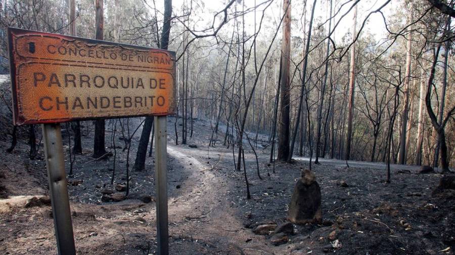 Propietarios piden medidas para vender los 2,5 millones de toneladas de madera quemadas en los incendios