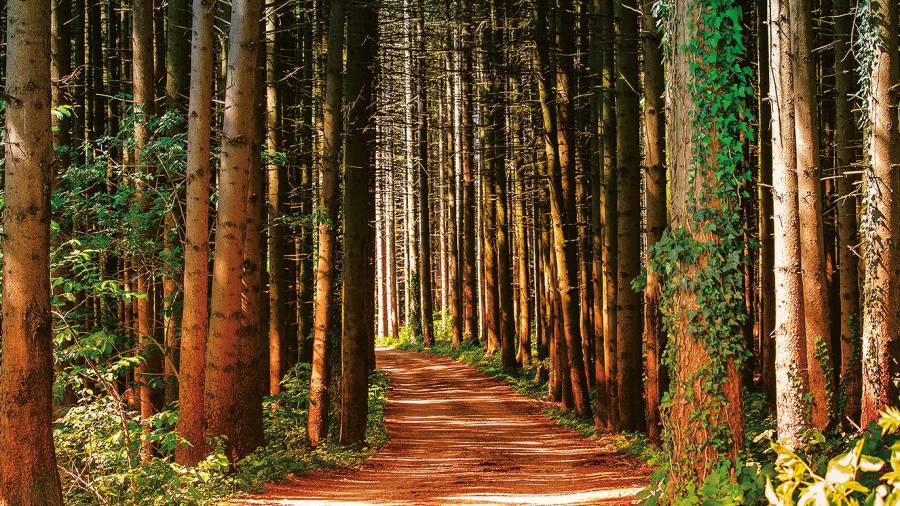 Relajante sendero a través de un bosque. Foto: HoliHo/Pexels