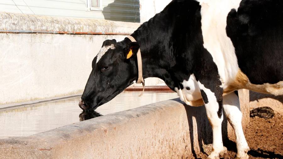 Una vaca bebiendo en un abrevadero. Foto: UPA
