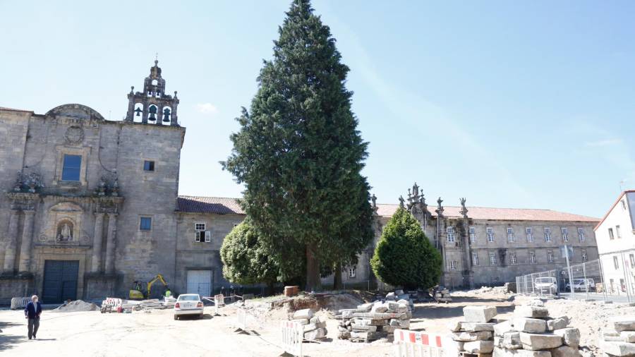 Los árboles centenarios de Conxo no se retirarán hasta que se planten otros