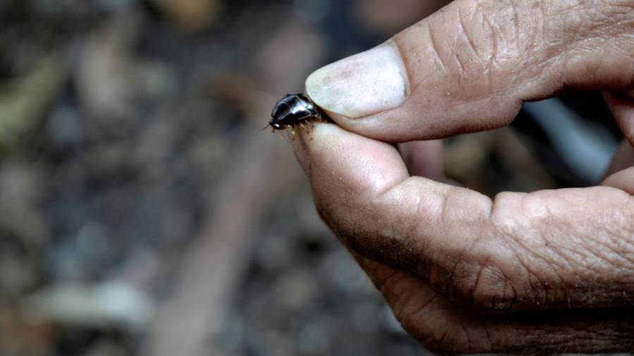 El extraño trabajo de cazador de cucarachas en Vietnam