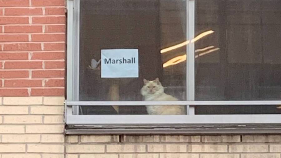 Averiguan el nombre de un gato al que ven a diario gracias a una nota en la ventana
