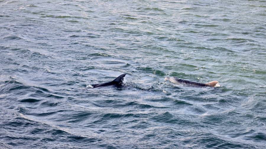 Dos de los delfines liberados tras permanecer varados bajo un puente, en A Toxa, O Grove. Foto: Beatriz Ciscar/Europa Press