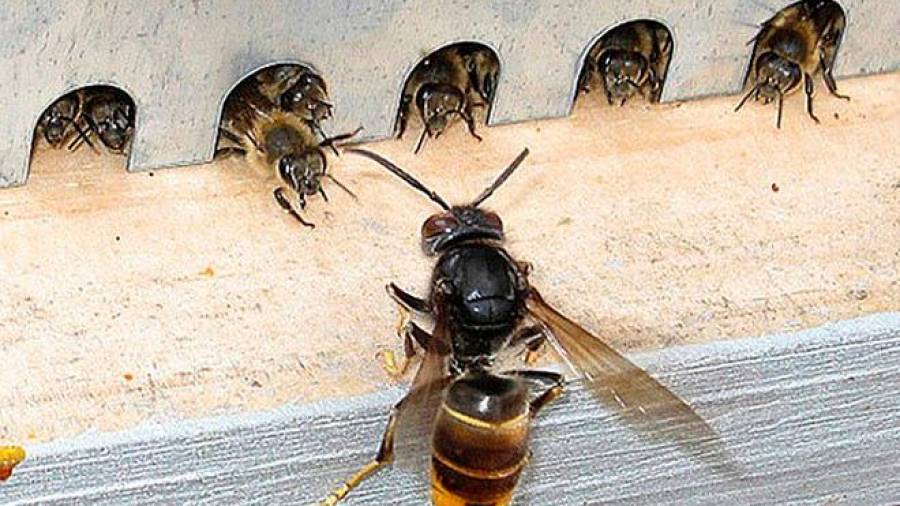 abejas vs. velutina. Abismal diferencia de tamaño. Foto: Commons