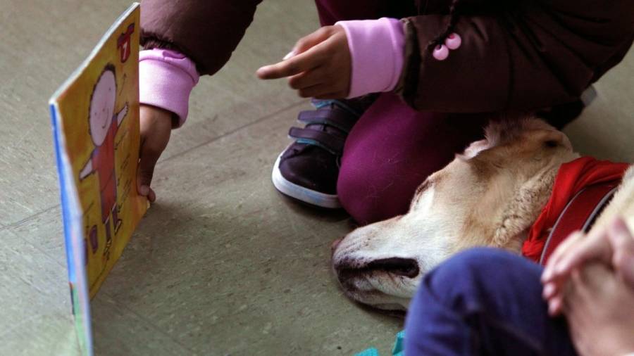 Leer con perros: una terapia innovadora para niños con necesidades especiales