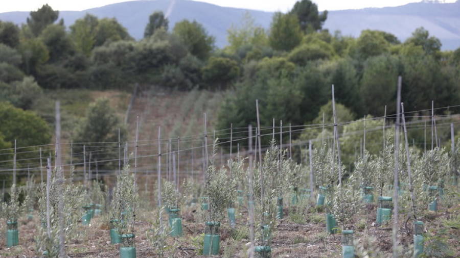 Caracterizan por primera vez dos nuevas variedades gallegas de olivo