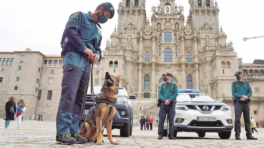Guías caninos de la Guardia Civil durante una presentación en Compostela. Foto: E. P. 