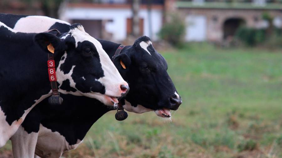 Dos reses de ganado vacuno en una de las explotaciones ganaderas que suministran leche a las fábricas de Nestlé en la cornisa cantábrica. Foto: Nestlé