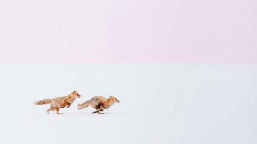 A Donde vayas, yo iré. El mensaje de Hiroki Inoue está claro. Es lo que pretende representar con esta fotografía de dos zorros en la nieve. (Fuente, www.rolloid.net)