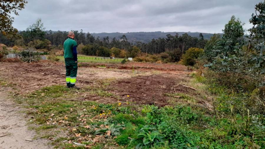 Un operario comprueba los terrenos preparados para la plantación de frondosas en el entorno de Montemaior. Foto: CDA