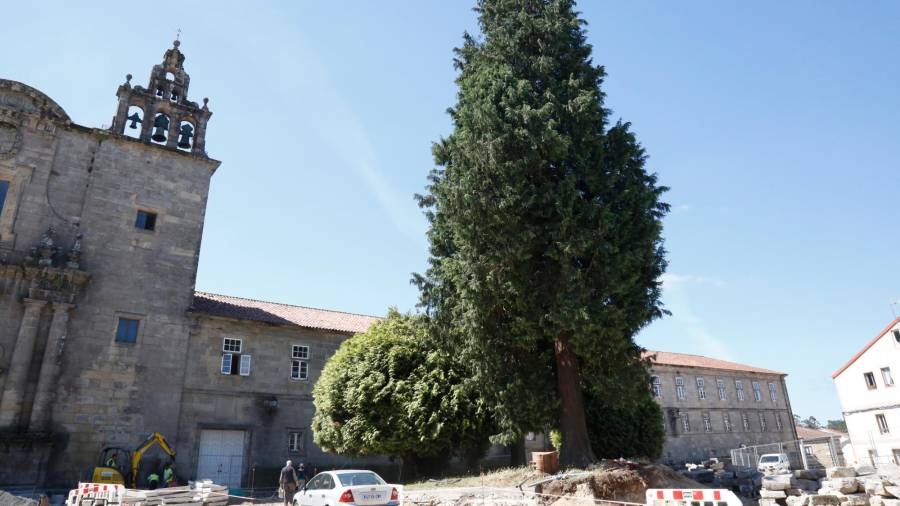 Xunta y Concello no talarán los árboles centenarios de la plaza central de Conxo