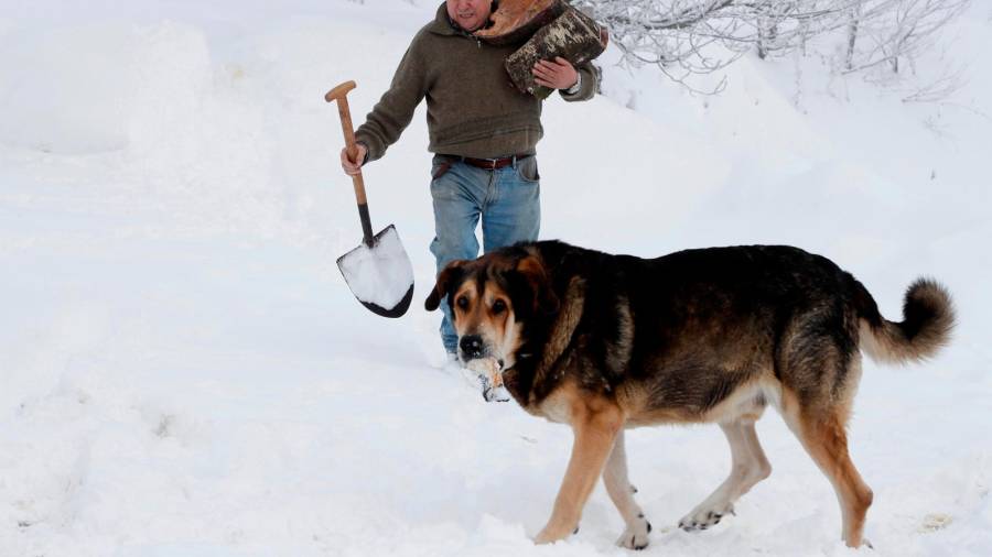 Abrigo de pieles. Un hombre camina con su perro en O Cebreiro