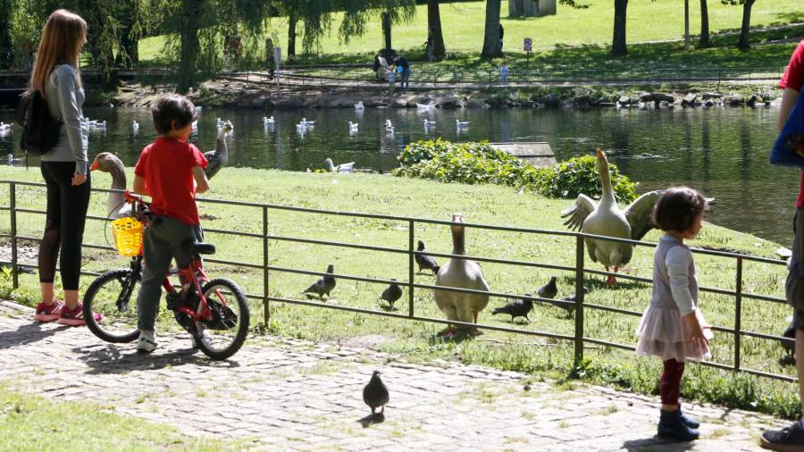 En el lago del Auditorio de Galicia conviven ocas, gansos, ánades azules y palomas, entre otras aves, que siempre atraen a los niños. Foto: A. Hdez.