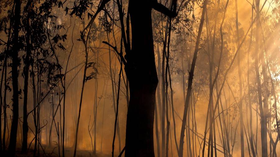 TOÉN (OURENSE), 08/08/2020.- Áarboles calcinados en el incendio forestal que permanece activo en el municipio orensano de Toén. EFE/Brais Lorenzo