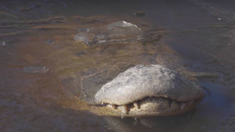 Un grupo de caimanes sobrevive al invierno bajo un pantano congelado