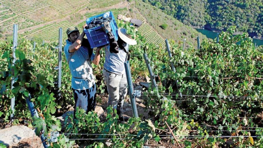 La superficie total de viñedo cayó en Galicia el 0,5% el pasado año