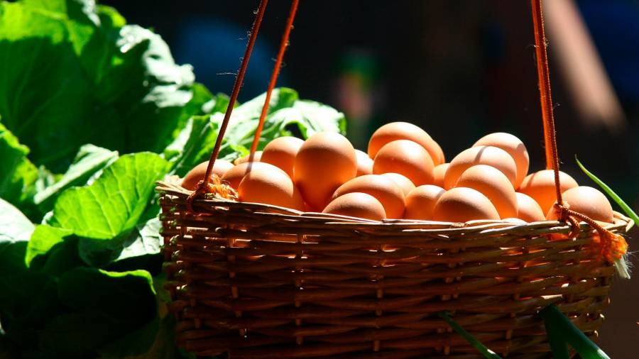 El huevo es fuente de proteínas de alta calidad. Foto: R. Clix
