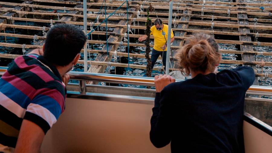 durante el viaje. Arriba, uno de los tripulantes enseñando el cultivo del mejillón. Abajo, los pasajeros degustando los mejillones. Foto: Paula Amati