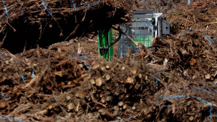 Un hombre descarga restos de corte de eucalipto en la planta de biomasa de Greenalia, que se ha dotado de 30 empacadoras para suministrarle materia prima. Foto: Efe/Cabalar