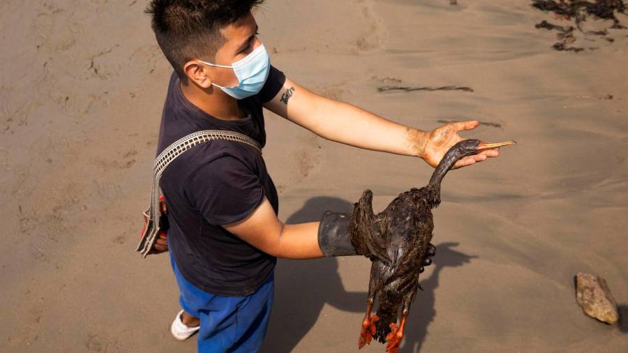 Un ave muerta e impregnada del petróleo vertido en la refinería La Pampilla de Repsol en Perú. FOTO: MARIANA BAZO