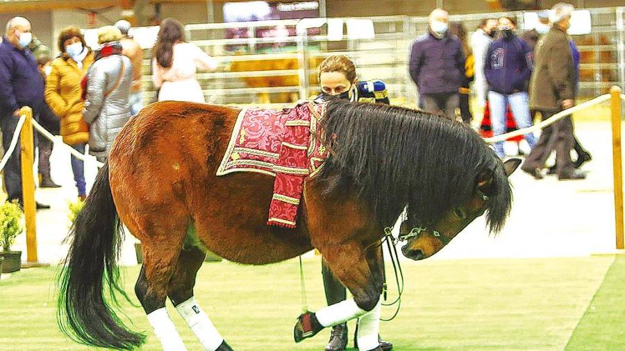 Exhibición de doma dun cabalo de pura raza galega. Foto: CDO