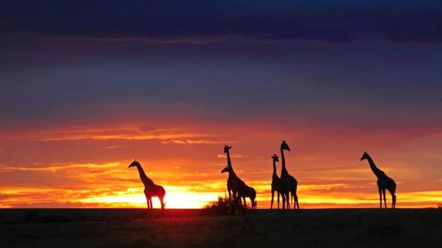 Maasai Mara. Es una de las reservas naturales más importantes en África. Esta fotografía fue sacada entre julio y octubre, meses en los que ocurren las grandes migraciones de animales. (Fuente, www.vix.com)