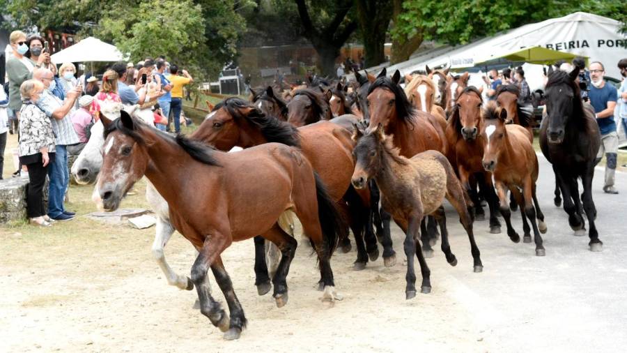 Os cabalos chegan ó galope ó escenario da rapa das bestas da parroquia estradense de Sabucedo