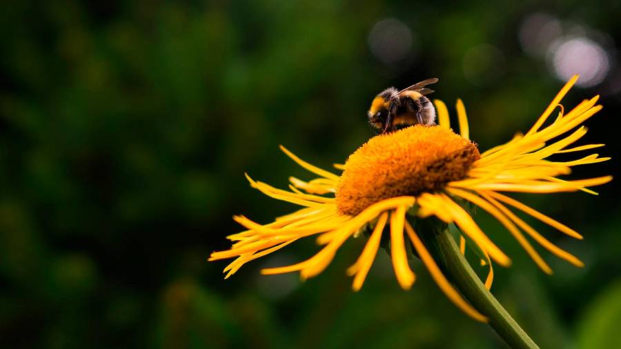 Na carpa Máis que Mel! trataranse distintos aspectos das abellas. Foto: Pexels