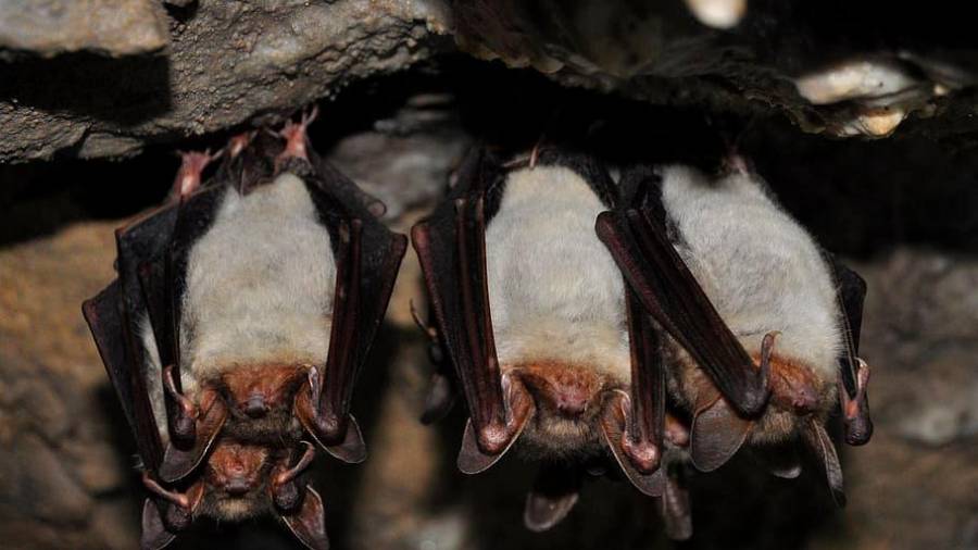 Murciélagos y coronavirus han evolucionado juntos durante millones de años. Foto: Pxfuel
