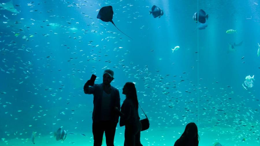 Unos visitantes se hacen un selfie delante de uno de los acuarios del Nausicaa Centre National de la Mer en la ciudad de Boulogne-sur-mer en Francia. Año 2018. (Autor, Olivier Hoslet. Fuente, EFE)