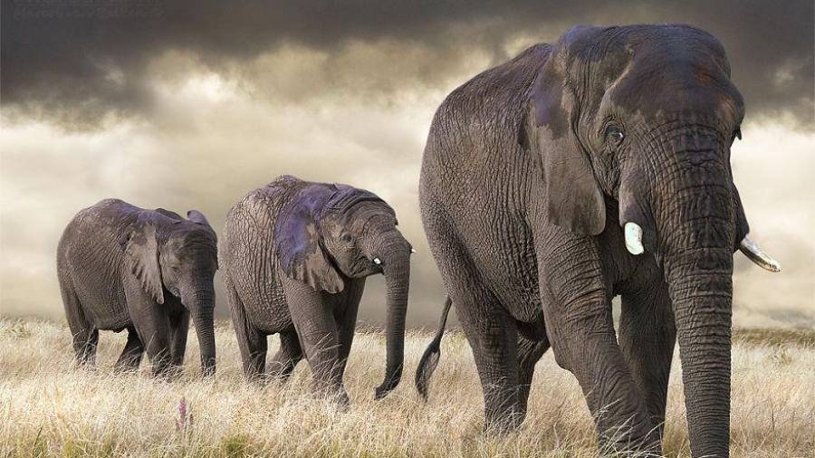 Una familia de elefantes está dando un paseo y se ve como expresan su felicidad y alegría cuando están entre sus seres queridos, familiares y amigos. (Autor, Marcel Van Balken. Fuente, www.zenithoteles.com)