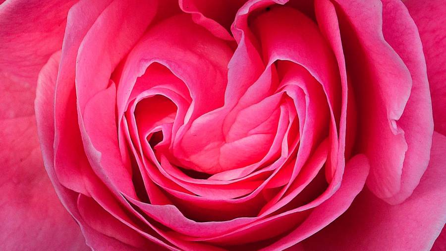 Imagen de una rosa Baronne Prevost, una de las primeras rosas híbridas y de las más refinadas que hay, en un jardín público indio de Nueva Delhi. (Autor, Harish Tyagi. Fuente, EFE)