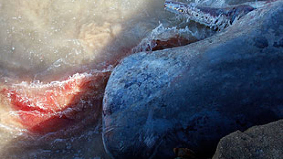 Ecologistas denuncian el robo de huesos del cachalote de Doniños