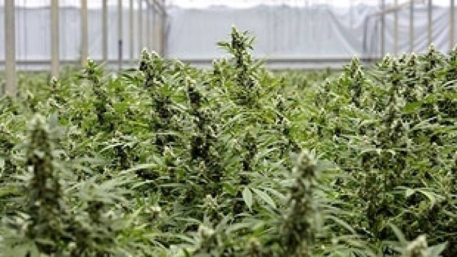 Una investigación del CSIC refuerza el empleo de cannabis como terapia antitumoral