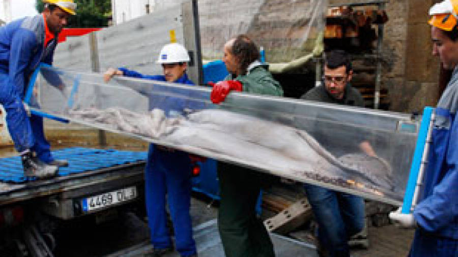 Un calamar gigante de 8 metros recorre Ferrol