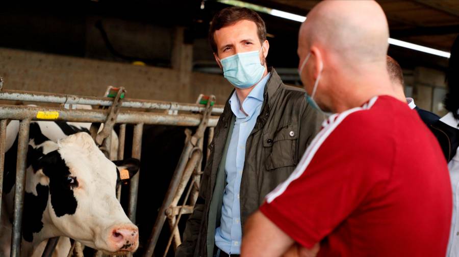 El presidente del PP, Pablo Casado, durante su visita a una explotación láctea en el municipio de Cospeito. FOTO: EFE/ Eliseo Trigo