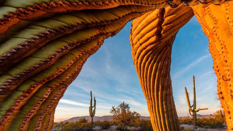 Desierto de Sonora. Situado en Arizona, Estados Unidos, es muy conocido por tener uno de los cactus más impresionantes del mundo. Se trata de los llamados Saguaro twist que pueden alcanzar más de 12 metros de altura y unos 200 años de vida. (Fuente, www.nationalgeographic.com)