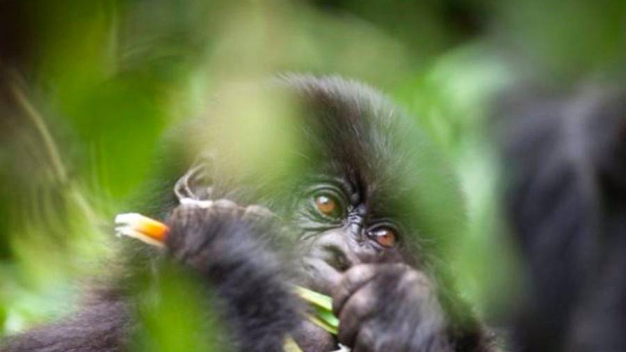 Turistas podrían estar infectando a gorilas en África