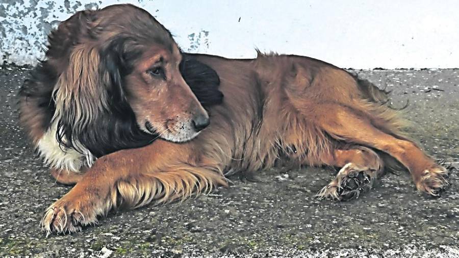 El perro xalleiro que fue tiroteado antes de morir. Foto: Libera
