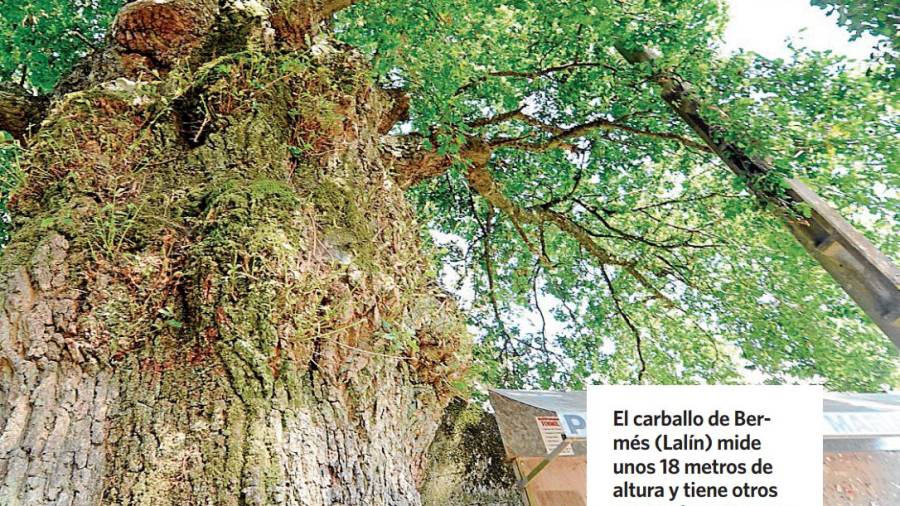 El centenario carballo de Bermés ya es 'senlleiro'