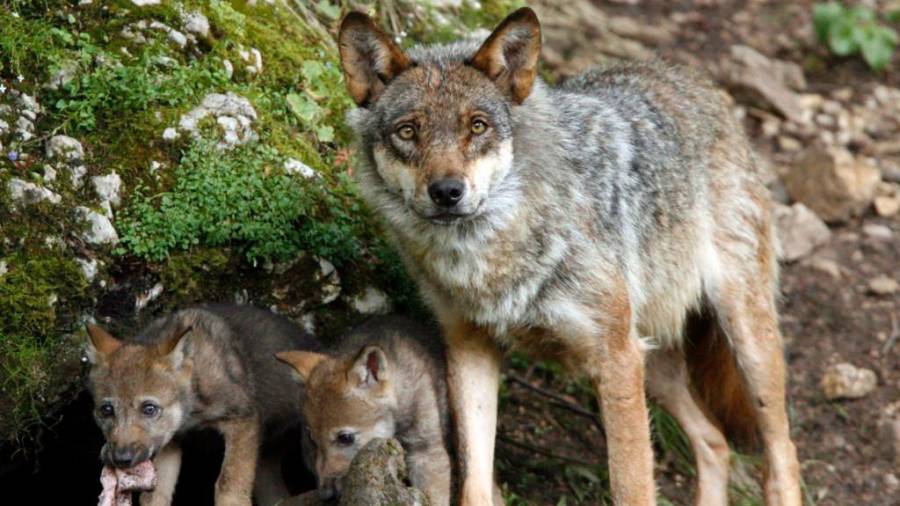 Imagen de una loba ibérica con sus crías. Foto: E. P.