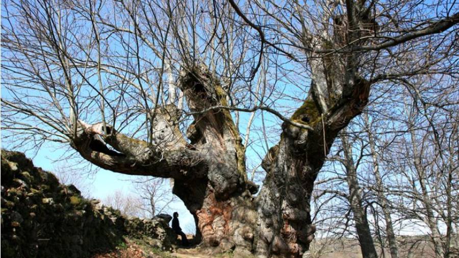 Árbores Senlleiras: as testemuñas vivas da historia de Galicia