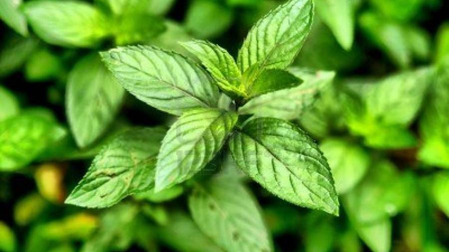 Una hormona recién descubierta ayuda a evitar que las plantas se deshidraten