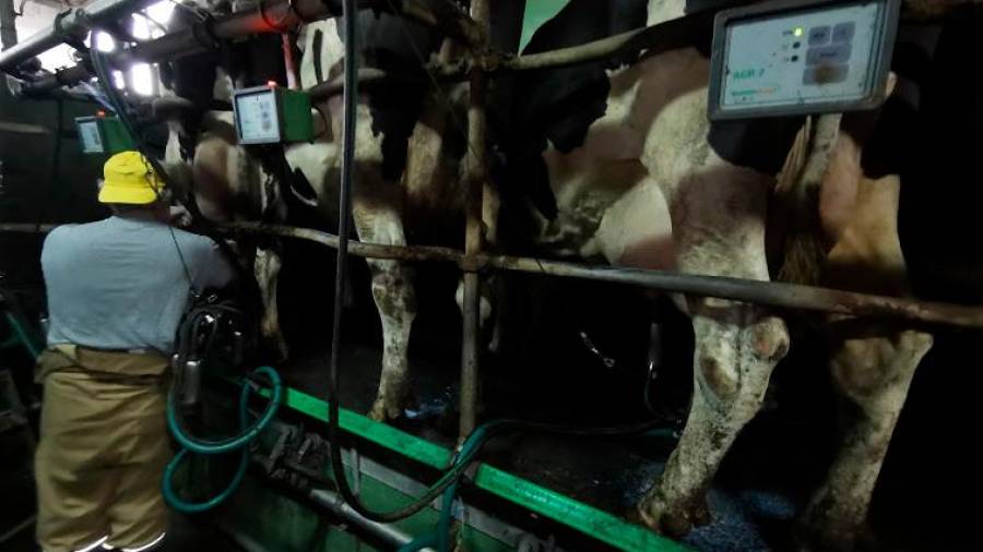 Vacas en pleno proceso de ordeño en una granja gallega. Foto: S.R. 