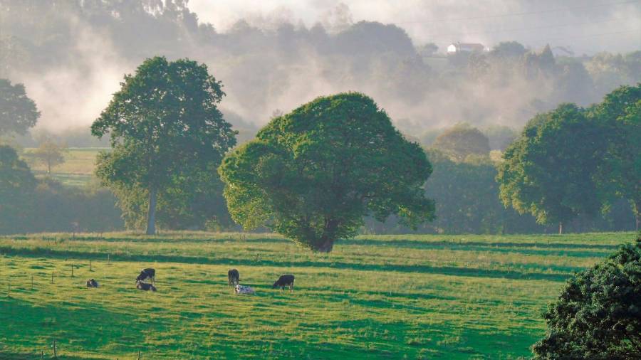 agro. Reses de ganado vacuno pastando en un prado, una imagen que pretende llevar la norma de movilización a las tierras en desuso Foto: ECG