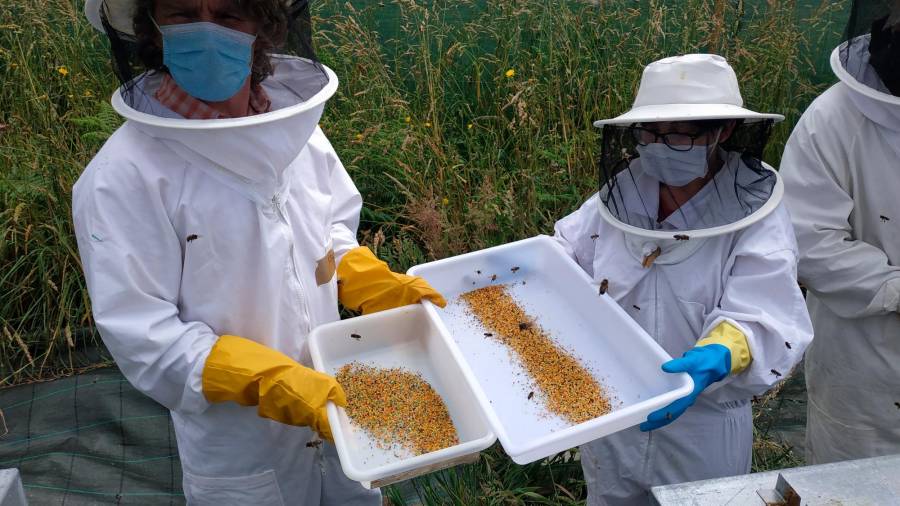 Muestras de polen recogido por los participantes en el Programa integral de formación en apicultura. Foto: Cicapis