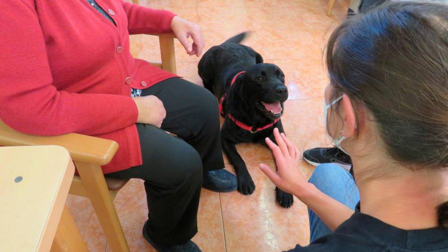 Momento dunha sesión terapéutica con cans no centro de Afaber, en Carballo. Foto: Afaber